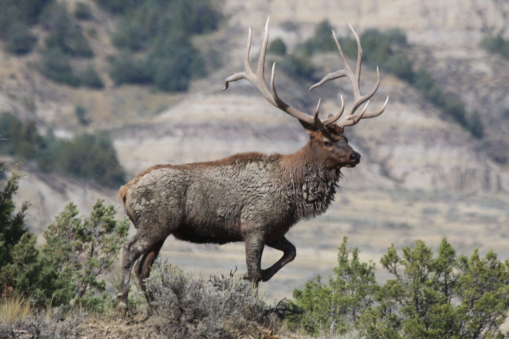 Muddy Bull
